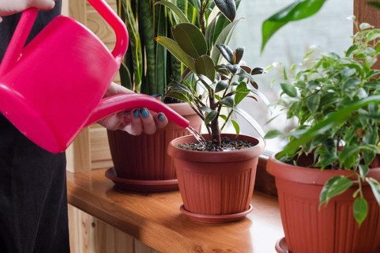 Mỹ nghiên cứu cây biến đổi gien có thể lọc không khí trong nhà
