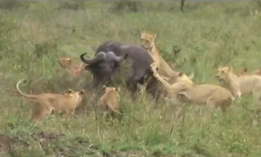 Đàn trâu rừng hợp sức đánh đuổi bầy sư tử giải cứu đồng loại