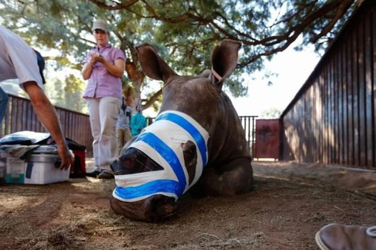 Tê giác châu Phi lâm nguy vì tin đồn dùng sừng chữa COVID-19 tại Trung Quốc