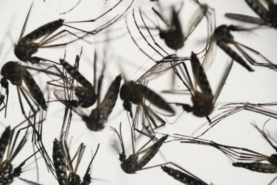 Cực nóng: Vi rút Zika có thể làm teo tinh hoàn