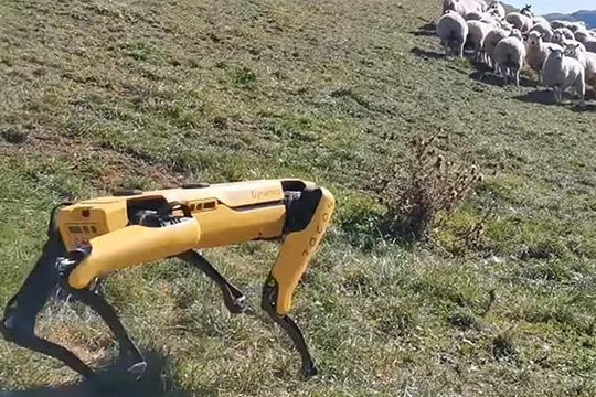 Video: Robot chó chăn cừu và kiểm tra cây trồng