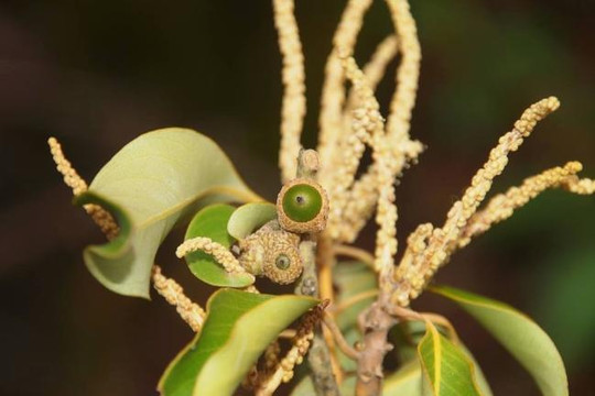 Phát hiện loài thực vật mới tại Vườn quốc gia Vũ Quang
