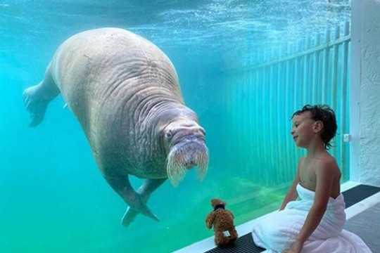 Resort độc đáo cho phép du khách ‘giao lưu’ với động vật hoang dã quý hiếm qua tường kính