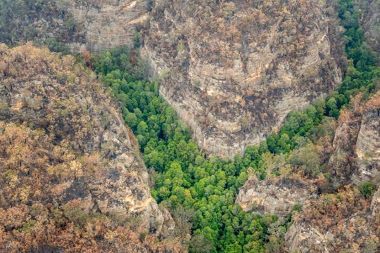 Lính cứu hỏa Úc cứu được cây quý hiếm có từ thời kỷ Jura