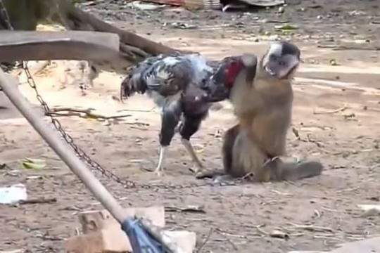 Liều mạng tấn công khỉ con, gà chọi nhận cái kết đau đớn