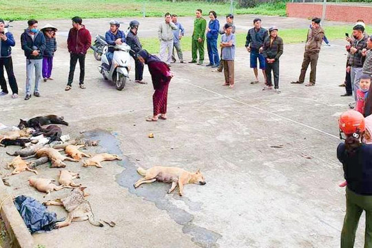 Nghệ An: Bắt hai anh em ruột bỏ bả giết hàng chục con chó, mèo