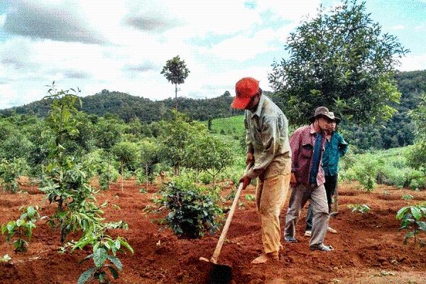 Tình trạng Trái đất nóng lên sẽ ảnh hưởng đến tách cà phê của mỗi người