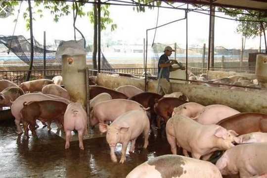 Nhiều hộ nông dân bán tháo lợn để chạy dịch