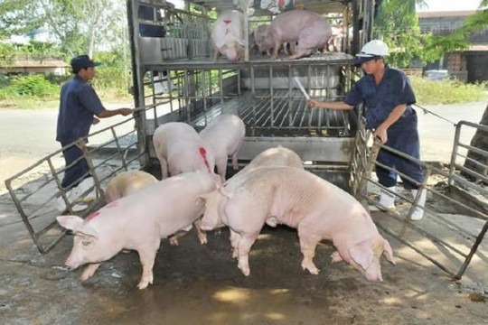Lợn sống Thái Lan đổ về, giá lợn trong nước giảm nhỏ giọt