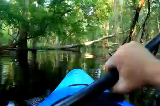 Clip nam thanh niên chèo thuyền trên sông bất ngờ bị cá sấu tấn công