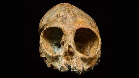 Phát hiện tổ tiên 13 triệu năm tuổi của con người