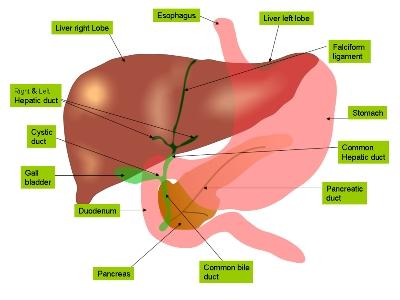 Gan thay đổi kích thước trong một ngày đêm