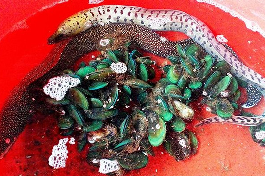Huế: Cặp lươn biển kỳ lạ đã chết