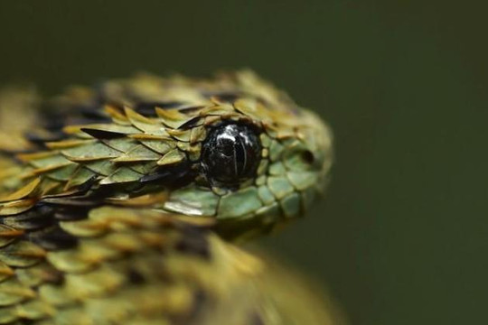 Cận cảnh loài rắn có vảy nhọn trên lưng trông giống rồng