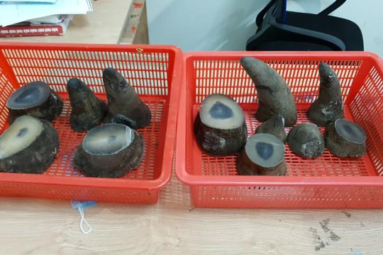 Hải quan Tân Sơn Nhất bắt giữ 6,2kg nghi sừng tê giác