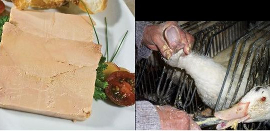 Foie gras - đỉnh cao văn hóa ẩm thực Pháp và nỗi thống khổ tột cùng của loài ngỗng