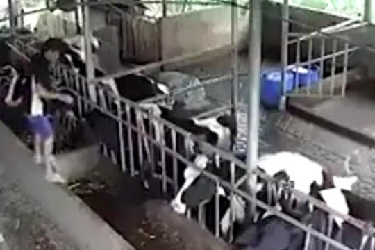 Clip sét đánh chết 9 con bò sữa và 1 con bê: Chủ thiệt hại 850 triệu đồng