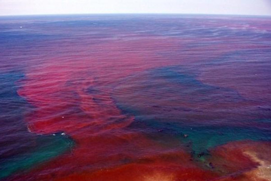 Tảo độc thủy triều đỏ 'nở hoa' gây chết cá như thế nào?