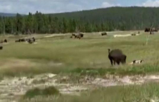 Bị bò rừng bison tấn công, người phụ nữ giả chết để thoát thân