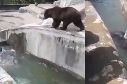 Clip gấu khủng bị dìm nước suýt chết vì nhảy xuống suối tấn công khách say rượu