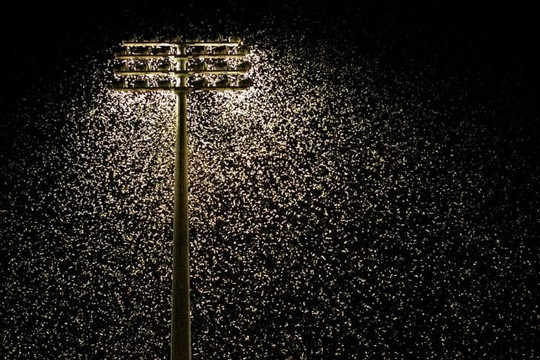 Đèn điện khiến côn trùng diệt vong