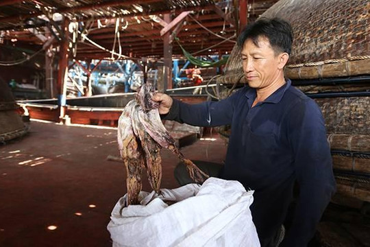 Hàng trăm tấn mực khô ở Quảng Nam tồn đọng do vướng mắc từ Trung Quốc