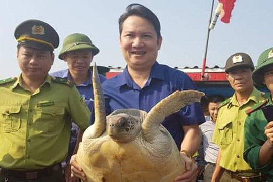 Hà Tĩnh: Thả rùa biển quý hiếm nặng 25kg về biển
