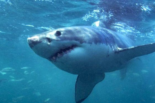 Cá mập trắng cắn chết người đang tắm biển ở Mỹ