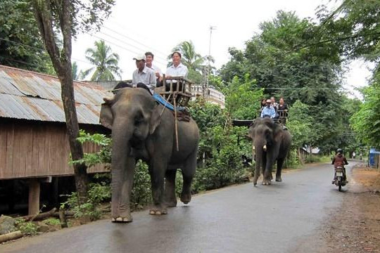 Đắk Lắk dừng cho du khách cưỡi voi để bảo vệ động vật