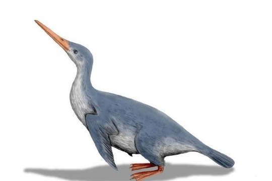 Chim cánh cụt khổng lồ có thể đã sống cùng thời với khủng long