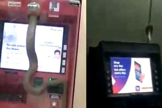 Clip rắn chui trong máy ATM, chờ chực cắn người rút tiền