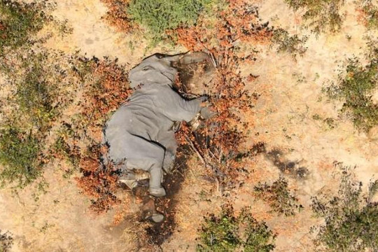 CNN: Hàng trăm con voi chết bí ẩn, chuyên gia động vật nghi có thể do nhiễm COVID-19