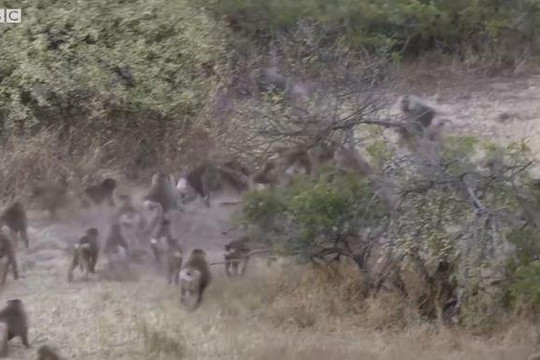 Clip hàng nghìn con khỉ đầu chó hỗn chiến tranh giành lãnh thổ