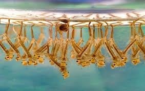Mối nguy hiểm khi muỗi ngày nay mang hạt nhựa trong cơ thể