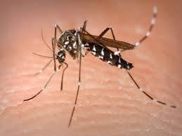 Hiệu quả tuyệt đối của việc kết hợp hai phương pháp diệt muỗi nguy hiểm
