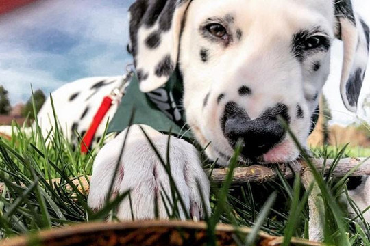 Chú chó nhỏ có trái tim trên mũi đang gây sốt trên mạng xã hội