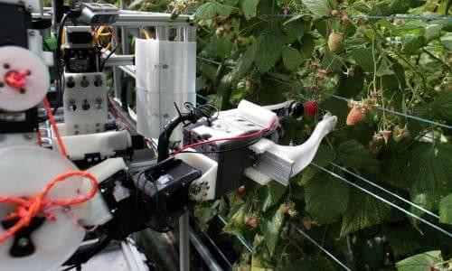Sắp có Robot hái trái cây thay thế nhân công lao động