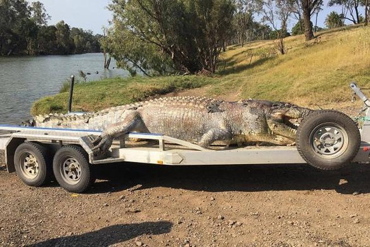 Cá sấu khổng lồ bị bắn chết, các chuyên gia Úc lo 'nội chiến'