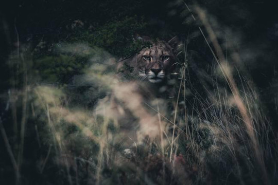 Loạt ảnh thế giới động vật tuyệt đẹp qua ống kính nhiếp ảnh gia Phần Lan