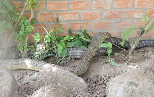 An Giang: Cặp rắn khủng sẽ được thả 'quê cũ'