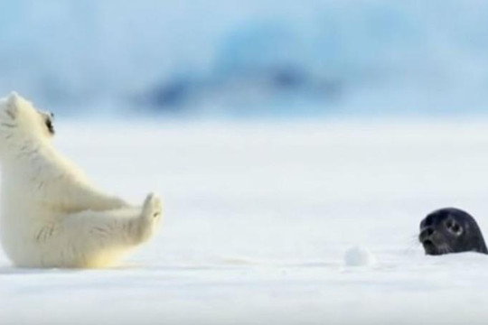 Gấu Bắc Cực con ngạc nhiên khi lần đầu gặp hải cẩu