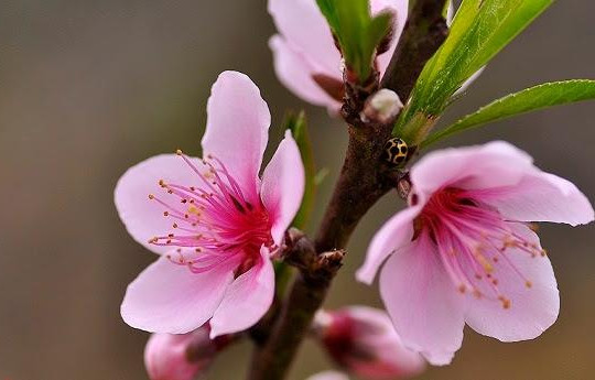 10 loại hoa Tết mang lại may mắn, thịnh vượng cho gia chủ