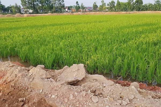 Cho phép Bình Định chuyển 47,15 ha đất trồng lúa sang đất phi nông nghiệp
