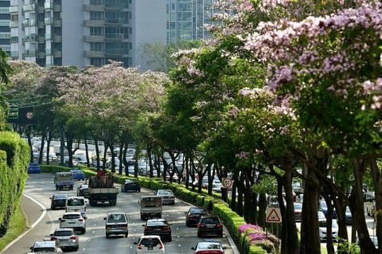 Vì sao trồng cây xanh lại là ưu tiên ở đảo quốc Singapore?