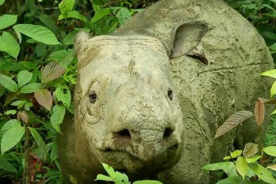 Tê giác Sumatra chính thức tuyệt chủng