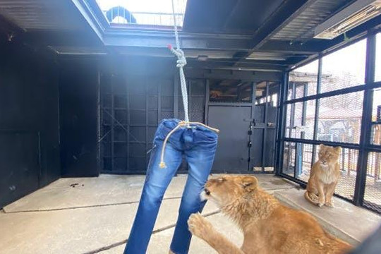 Sốt với mẫu quần jeans bị xé bằng răng và móng vuốt sư tử