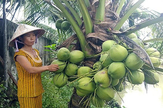 Giá dứa, dừa Xiêm ở ĐBSCL giảm mạnh