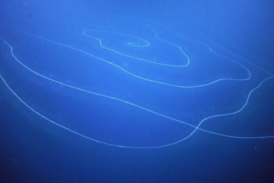Phát hiện 'quái vật' biển dài tới 120 mét