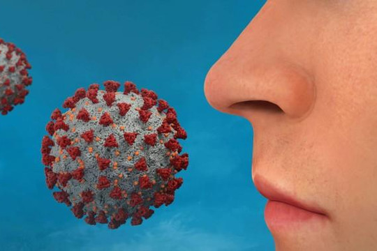 Phát hiện 2 loại tế bào trong mũi là điểm khởi đầu nhiễm coronavirus