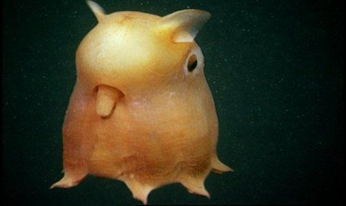 Bạch tuộc 'tai to': Quái vật biển có hình dạng dễ thương